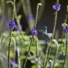 Bronzeschwanz-Saphirkolibri (Golden-tailed Sapphire), Manu NP
