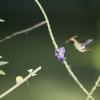 Zierelfe (Rufous crested Coquette), Manu NP