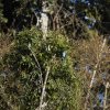 Schwalbentangare (Swallow Tanager), Manu NP