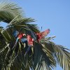 Grünflügelaras (Red and green Macaws), Manu NP