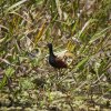 Rotstirn-Blatthühnchen (Wattled Jacana), Manu NP