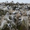 Guanotölpel (Peruvian Boobies), Islas Ballestas