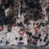 Seesterne & Seeigel, Islas Ballestas