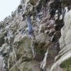 Inkaseeschwalbe (Inca Tern), Islas Ballestas