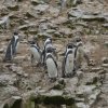 Humboldt-Pinguine, Islas Ballestas