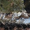 Humboldt-Pinguine, Islas Ballestas