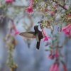 Kolibri, Colca Canyon