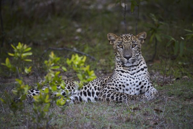 Leopard, Wilpattu NP