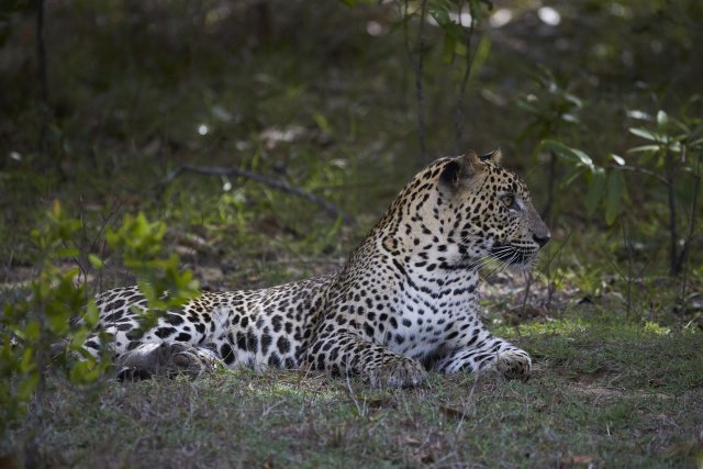 Leopard, Wilpattu NP