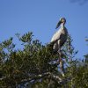 Silberklaffschnabel (Asian Openbill), Wilpattu NP