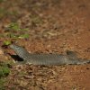 Bengalwaran (Bengal Monitor), Wilpattu NP