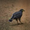 Schlangenweihe (Serpent Eagle), Wilpattu NP