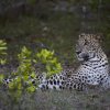 Leopard, Wilpattu NP