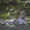 Leopard, Wilpattu NP