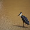 Wollhalsstorch (Woolly-necked Stork), Wilpattu NP