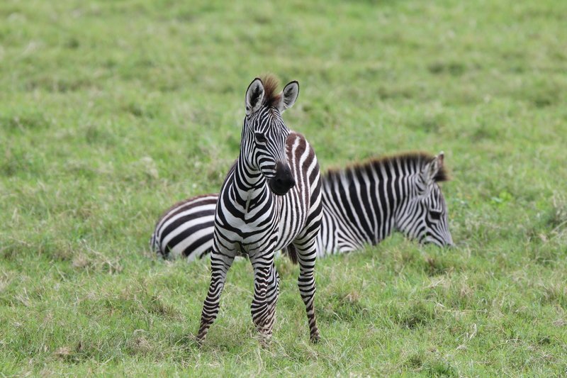 Zebras, Arusha NP