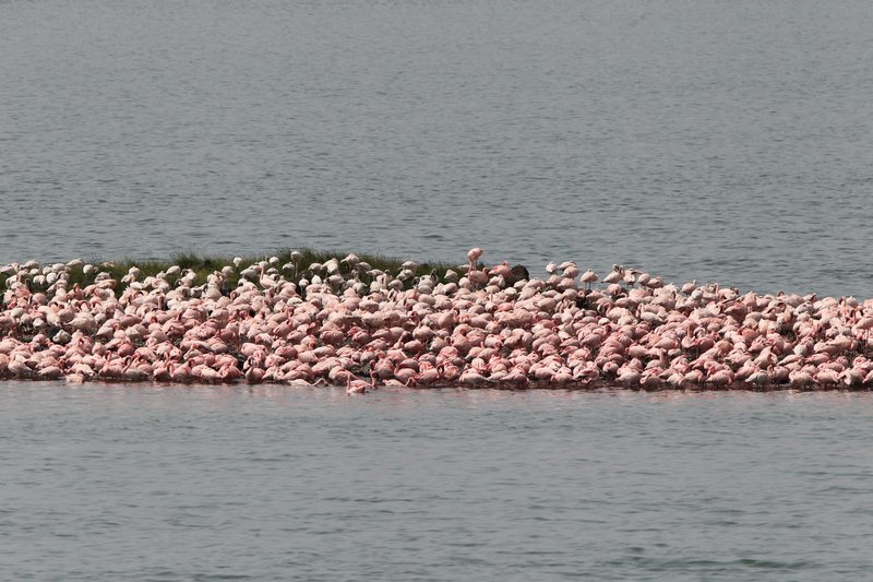 Flamingos, Momela Lake