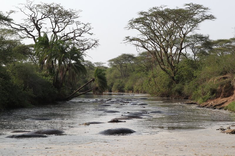 Flusspferde, Serengeti NP