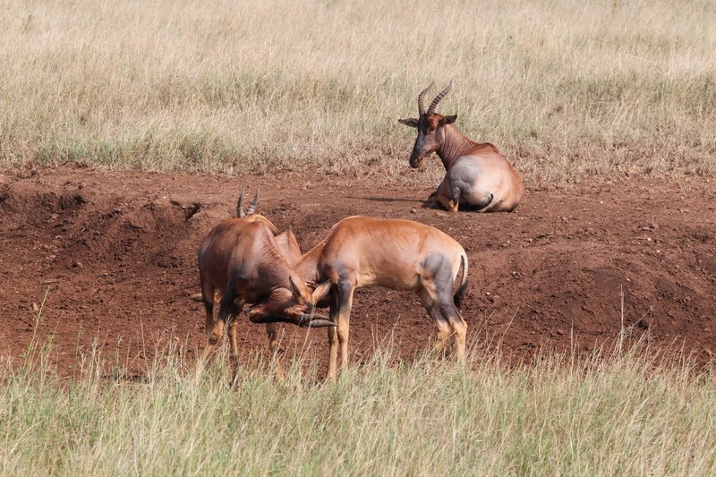 Leierantilopen/Topi, Serengeti NP