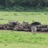 Kaffernbüffel u. Zebras, Arusha NP