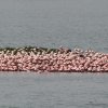 Flamingos, Momela Lake