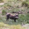 Warzenschwein, Arusha NP