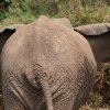 Elefant, Lake Manyara NP