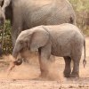 Elefanten, Lake Manyara NP