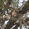 Junger Leopard mit Beute, Serengeti NP