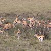 Thomson-Gazellen, Serengeti NP
