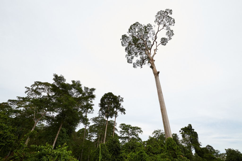 Honigbaum (Honey Tree), Tabin