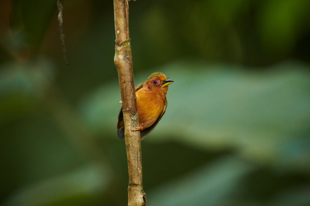 Malaienmausspecht (Rufous Picolet), Sepilok