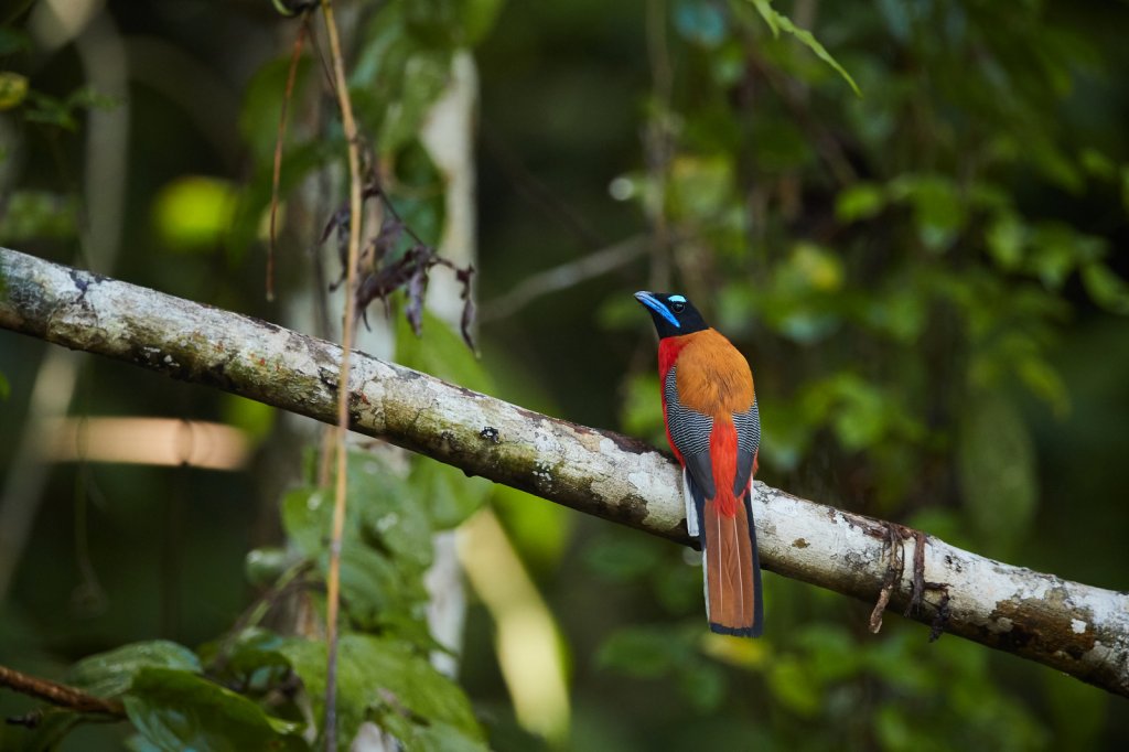 Rotbürzel-Trogon (Scarlet-rumped Trogon), Sukau