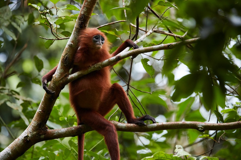 Maronenlangur (Maroon Langur), Gomantong Caves