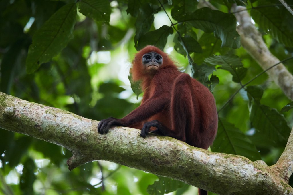 Maronenlangur (Maroon Langur), Gomantong Caves