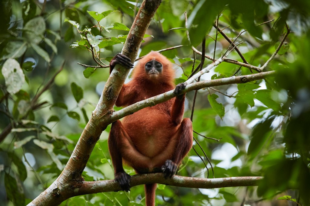 Maronenlangur (Maroon Langur), Gomantong Caves