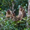 Südl. Schweinsaffen (Pig-Tailed Macaques), Sukau