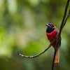 Halsband-Trogon (Diard´s Trogon), Sepilok