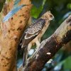 Dschungelhaubenadler (Wallace´s Hawk-Eagle), Sepilok