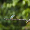 Götzenliest (Sacred Kingfisher), Sukau