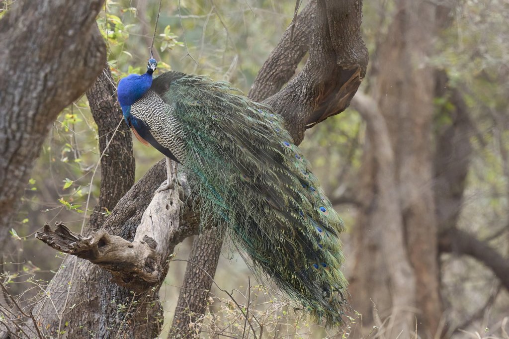 Blauer Pfau, Ranthambore NP, Rajasthan