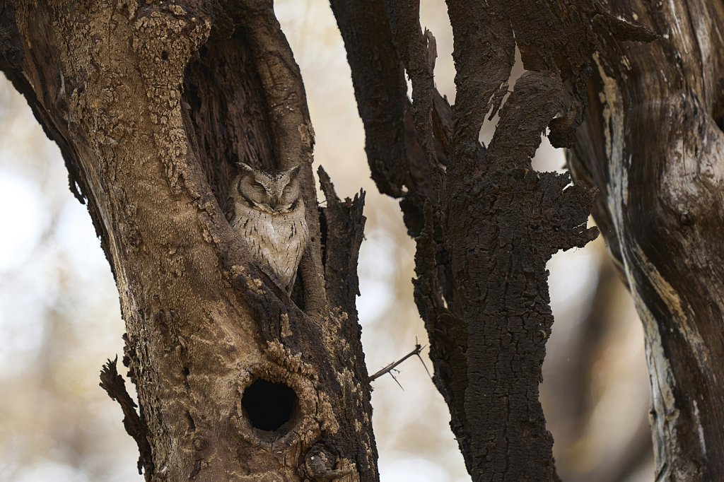 Hindu-Halsbandeule, Ranthambore NP, Rajasthan