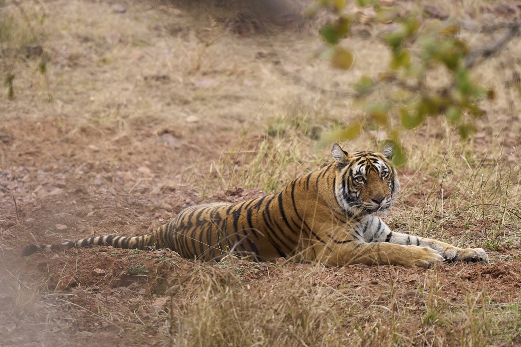 Tigerin, Ranthambore NP, Rajasthan