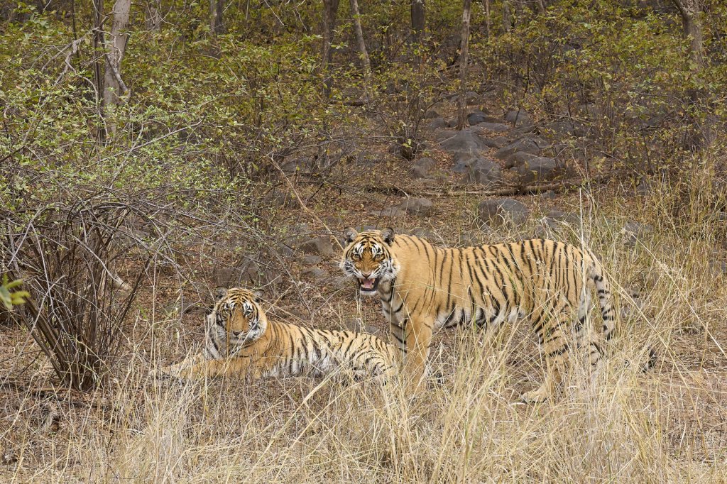 junge Tiger, Ranthambore NP, Rajasthan