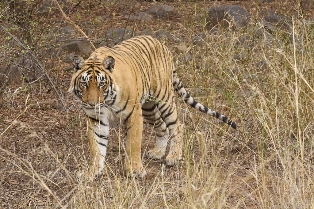 junger Tiger, Ranthambore NP, Rajasthan