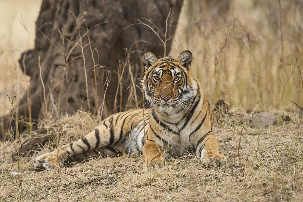 junge Tigerin, Ranthambore NP, Rajasthan