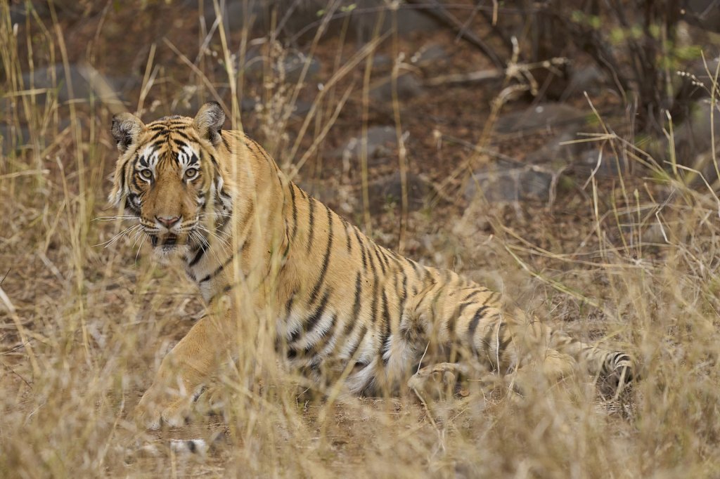 junge Tigerin, Ranthambore NP, Rajasthan