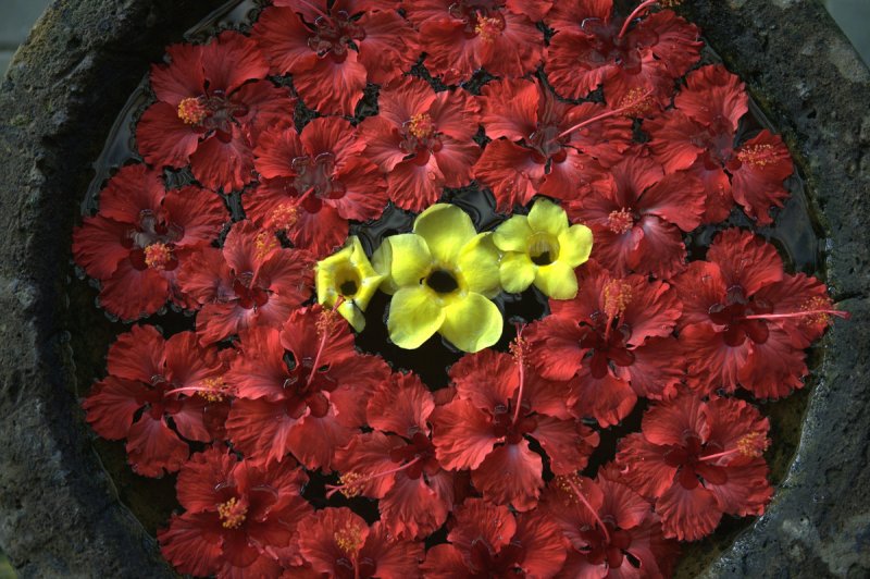 Blumenarrangement, Ubud