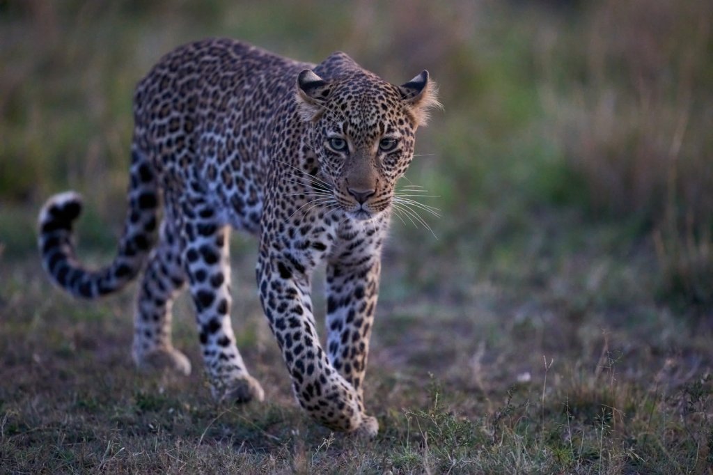 Leopardin, Masai Mara